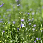 Coquelicot Privat bolig Hermanville-sur-Mer