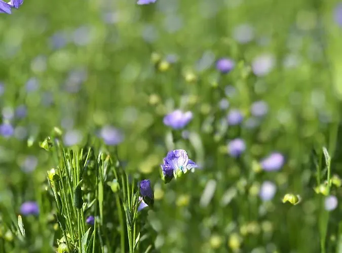 Coquelicot 홈스테이 헤르망빌쉬르메르