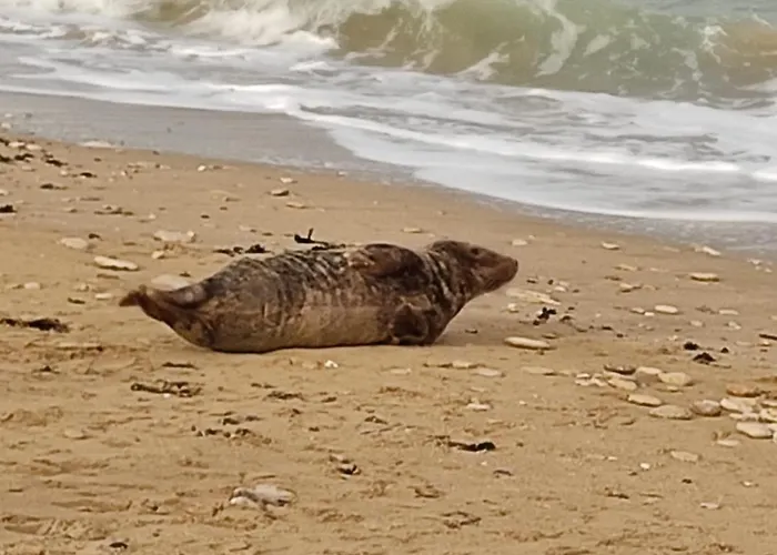 Coquelicot * 헤르망빌쉬르메르