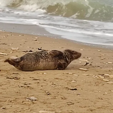 Coquelicot * Hermanville-sur-Mer